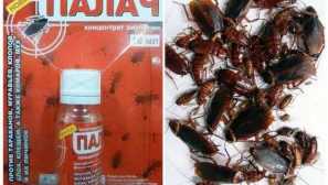 Tarakanov palach pokyn, efektivita, bezpečnostní opatření